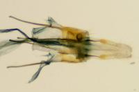 Scythris tenuivittella