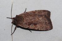 Coenophila subrosea