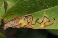 Stigmella freyella