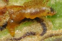 Stigmella freyella