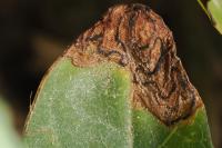 Stigmella freyella