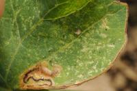 Stigmella freyella