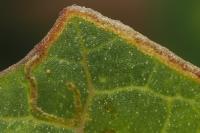 Stigmella freyella