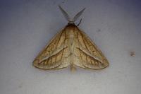 Chariaspilates formosaria