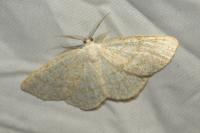 Cabera exanthemata