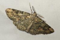 Cleorodes lichenaria