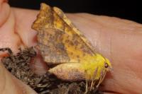 Ennomos alniaria