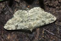 Peribatodes rhomboidaria