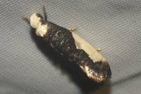 Monopis monachella