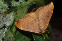 Watsonalla binaria