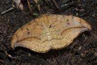 Drepana curvatula