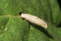 Coleophora serratella