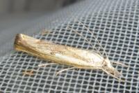 Agriphila geniculea