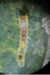 Phyllonorycter tenerella