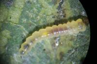 Phyllonorycter tenerella