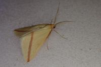 Rhodometra sacraria