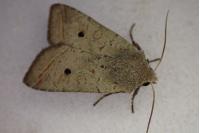 Leptologia lota