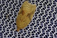 Acleris ferrugana/notana