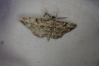Peribatodes rhomboidaria