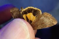Noctua janthe