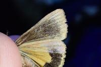 Noctua janthe