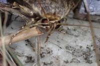 Amphipyra pyramidea