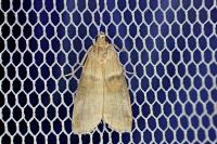 Acrobasis tumidana