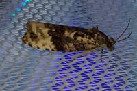 Apotomis betuletana