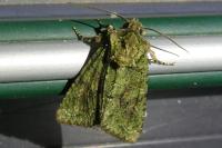 Dryobotodes eremita