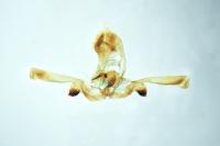 Apotomis semifasciana