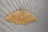 Watsonalla binaria