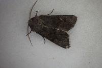 Aporophyla lueneburgensis
