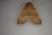 Cirrhia ocellaris
