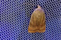Noctua janthe