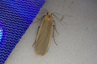 Katha depressa