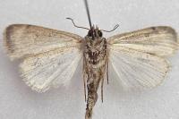 Caradrina clavipalpis