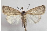 Caradrina clavipalpis