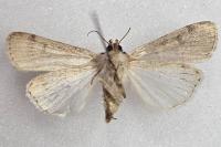 Caradrina clavipalpis