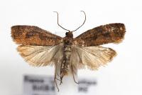 Epinotia caprana