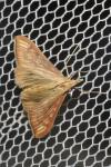 Antigastra catalaunalis