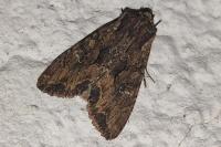 Mniotype solieri