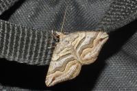 Scotopteryx peribolata