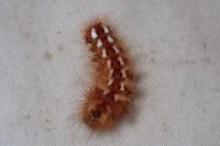 Acronicta rumicis