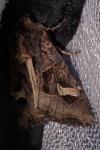 Trigonophora flammea
