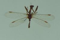 Mantispa styriaca
