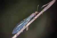 Megistopus flavicornis