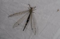 Distoleon tetragrammicus