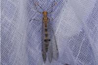 Megistopus flavicornis