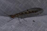 Megistopus flavicornis