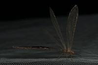 Creoleon lugdunensis